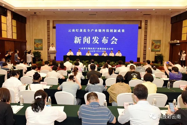 科技動態｜云南燈盞花全產業鏈科技創新成果新聞發布會在昆明舉行